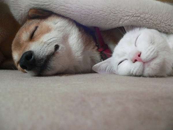 【画像】異種同士仲良しな動物画像❤️