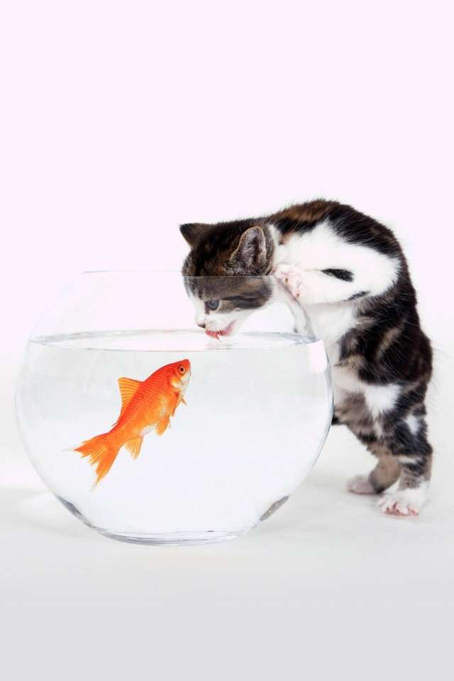 【画像】異種同士仲良しな動物画像❤️