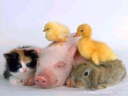 【画像】異種同士仲良しな動物画像❤️