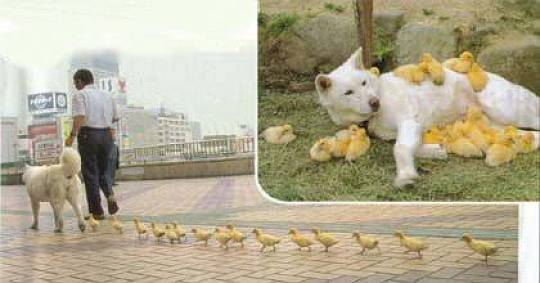 【画像】異種同士仲良しな動物画像❤️