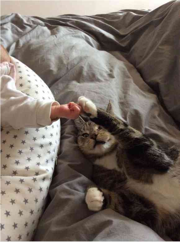 【画像】異種同士仲良しな動物画像❤️