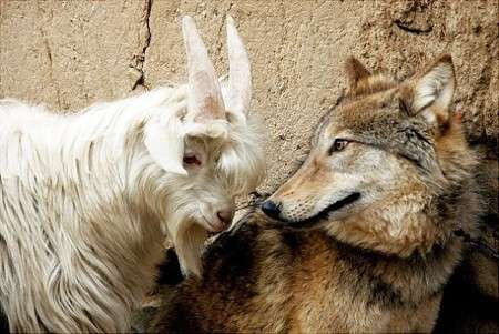 【画像】異種同士仲良しな動物画像❤️