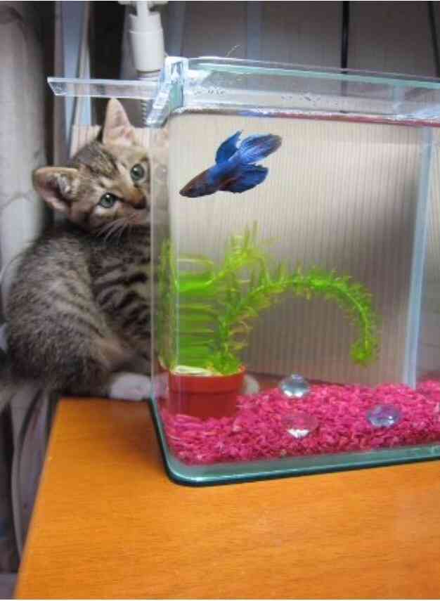 【画像】異種同士仲良しな動物画像❤️