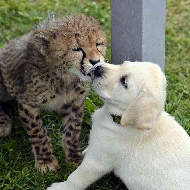 【画像】異種同士仲良しな動物画像❤️