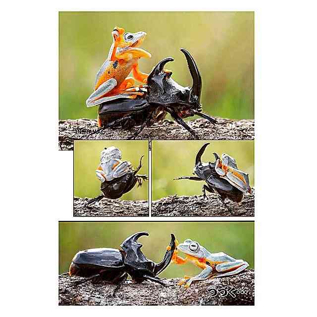 【画像】異種同士仲良しな動物画像❤️