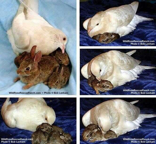 【画像】異種同士仲良しな動物画像❤️