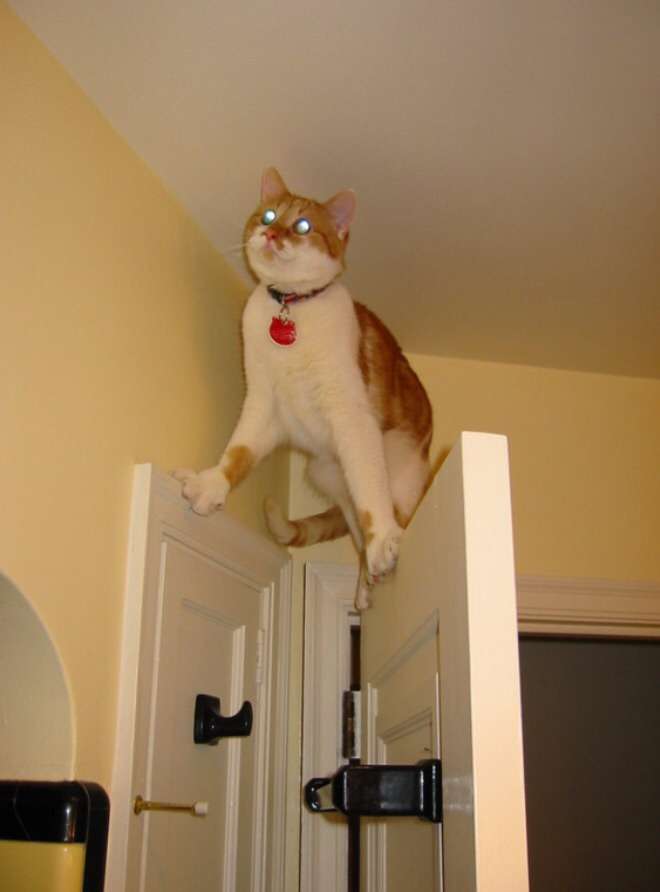 <前田敦子>違う人生歩めたらの質問に「猫になりたい」