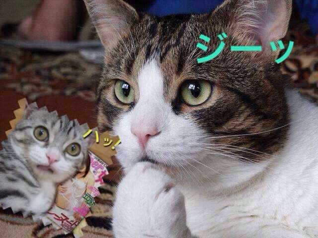 男口調で話すトピ