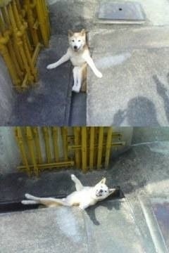 息を吐くようにボケるトピ