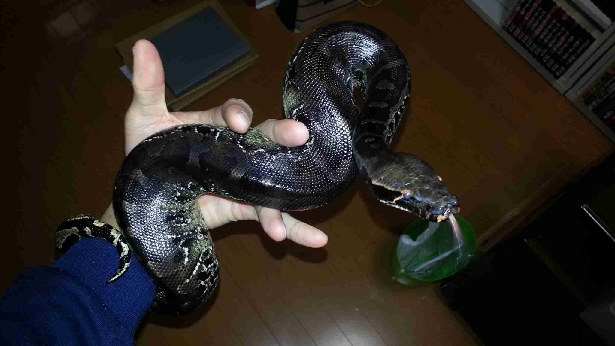 皆さんの自慢のペット