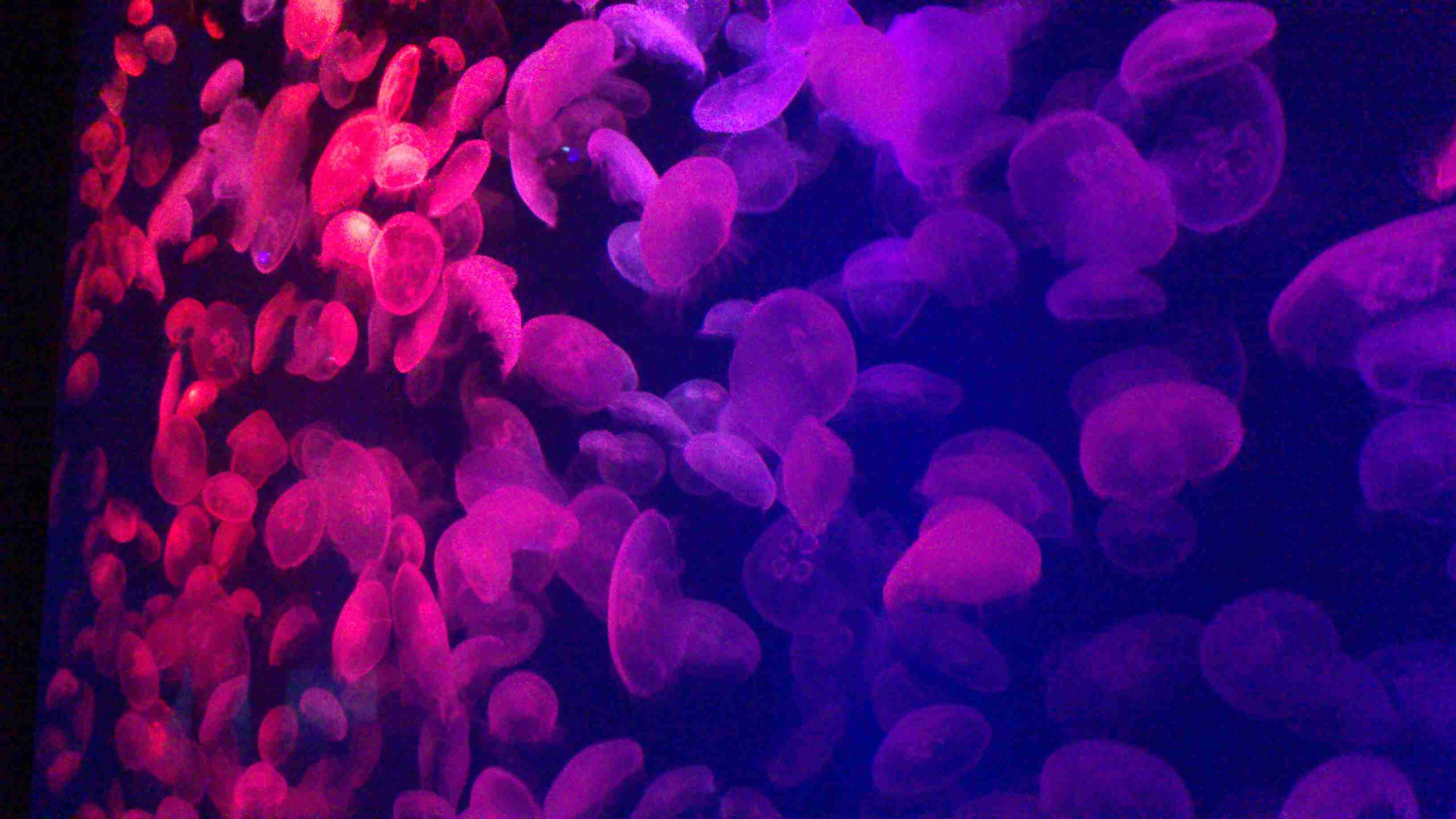 涼しくなるクラゲ画像