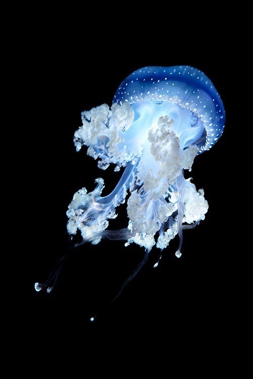 涼しくなるクラゲ画像