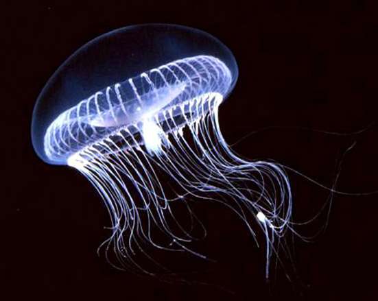 涼しくなるクラゲ画像