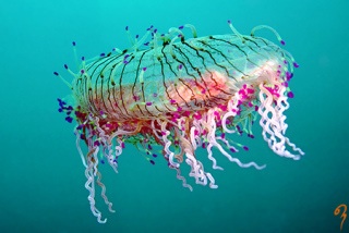 涼しくなるクラゲ画像