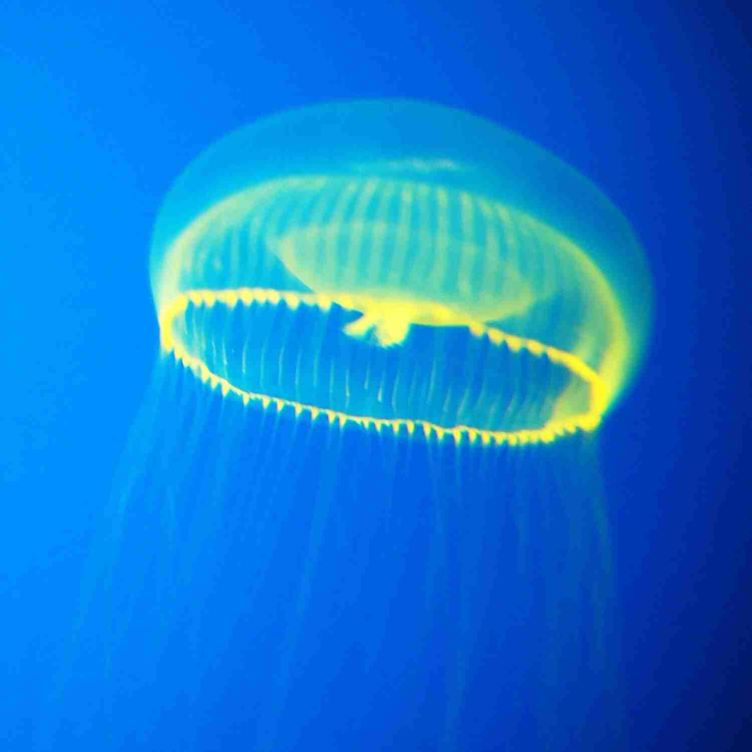 涼しくなるクラゲ画像