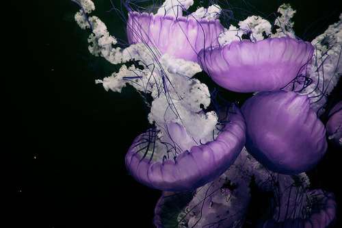 涼しくなるクラゲ画像