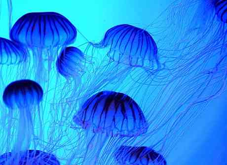 涼しくなるクラゲ画像