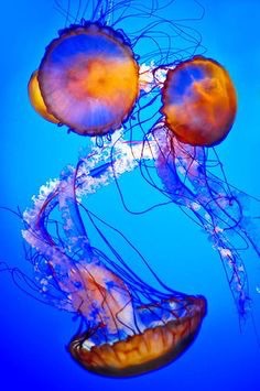 涼しくなるクラゲ画像