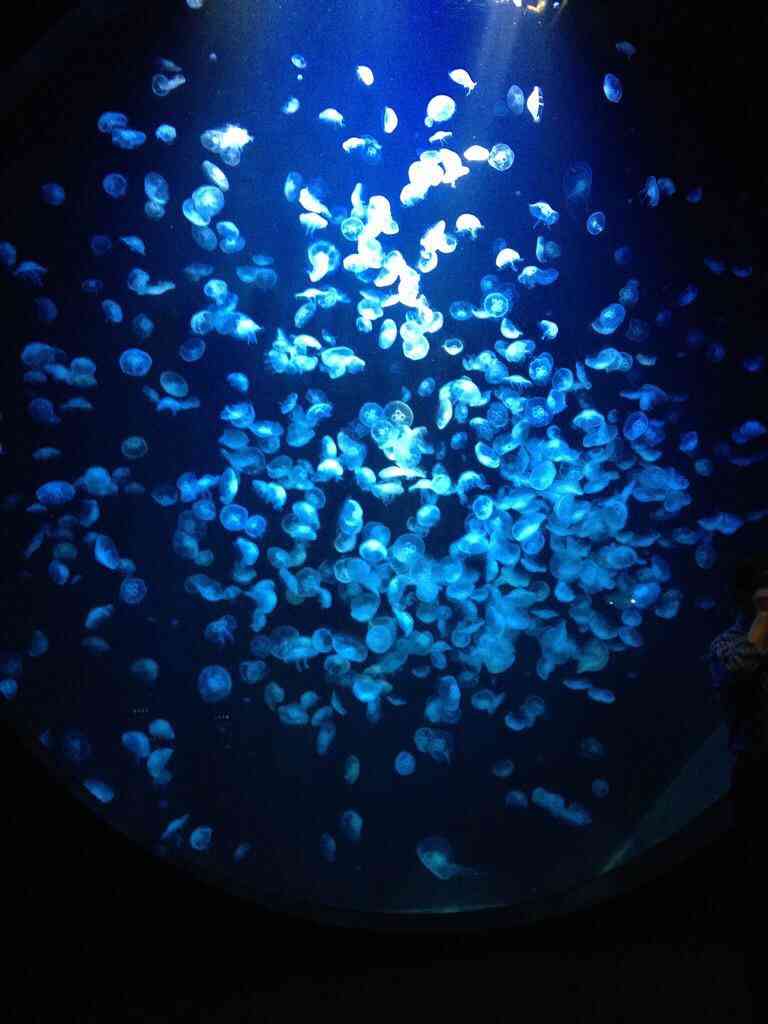 涼しくなるクラゲ画像