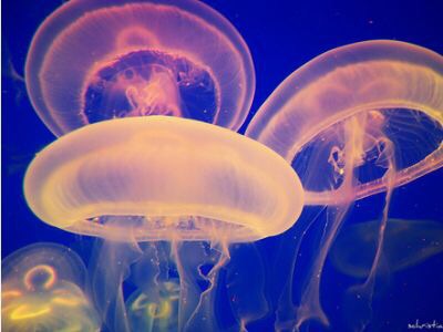 涼しくなるクラゲ画像