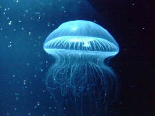 涼しくなるクラゲ画像