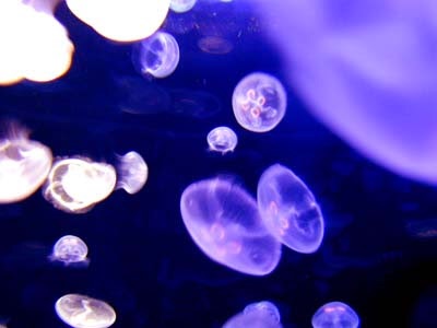 涼しくなるクラゲ画像