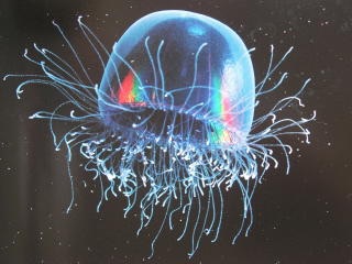 涼しくなるクラゲ画像