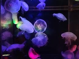 涼しくなるクラゲ画像