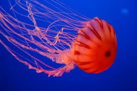 涼しくなるクラゲ画像