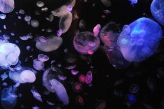 涼しくなるクラゲ画像