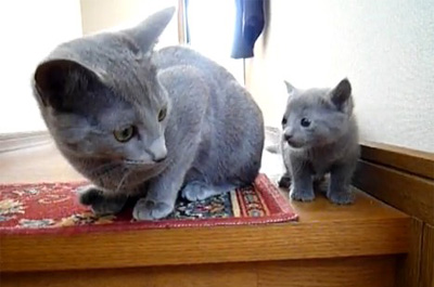 ペットにつける名前