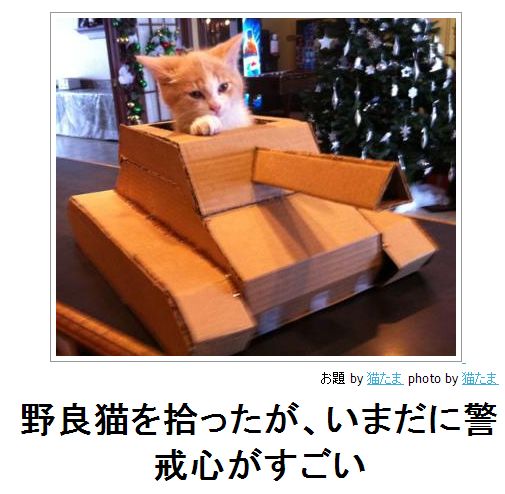 ペットにつける名前
