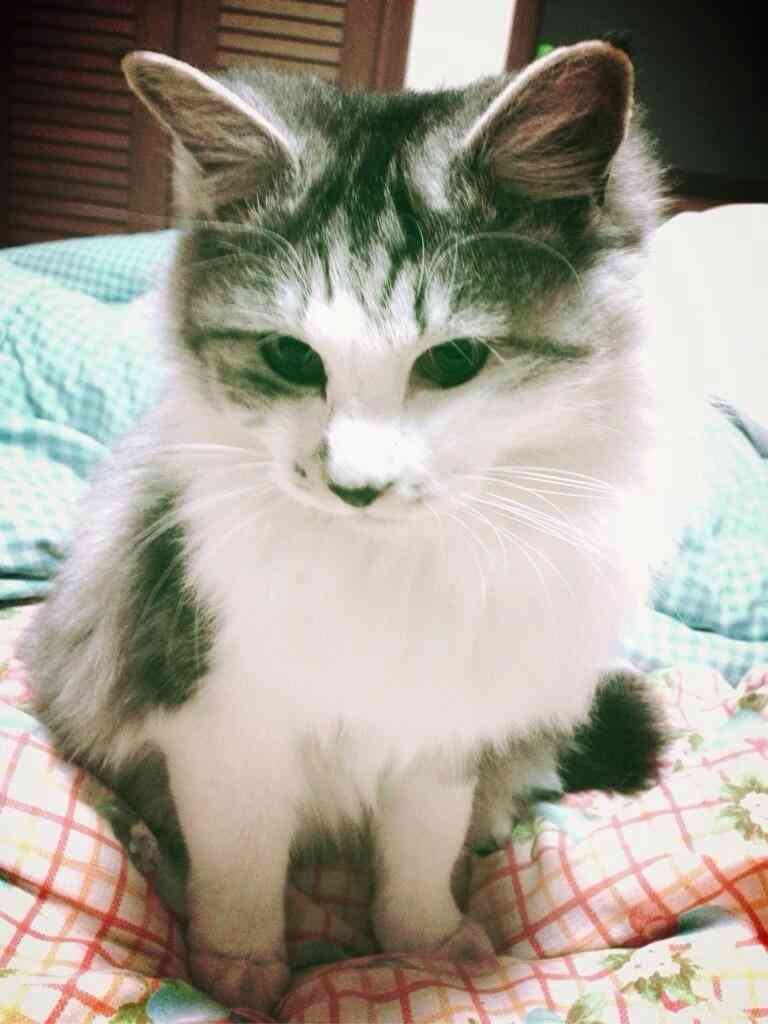 ペットにつける名前