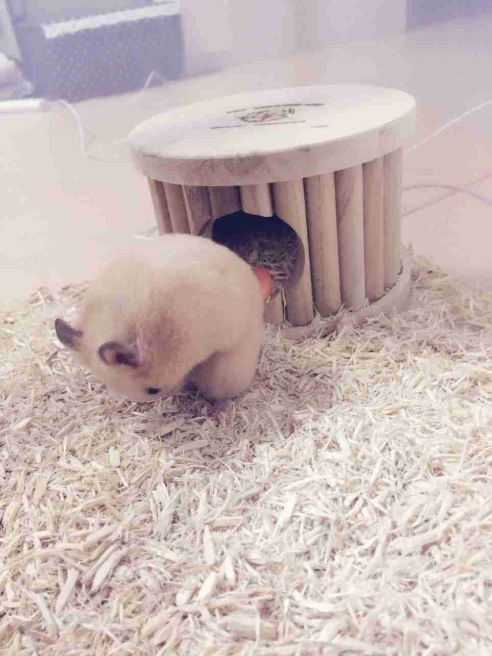 ペットにつける名前