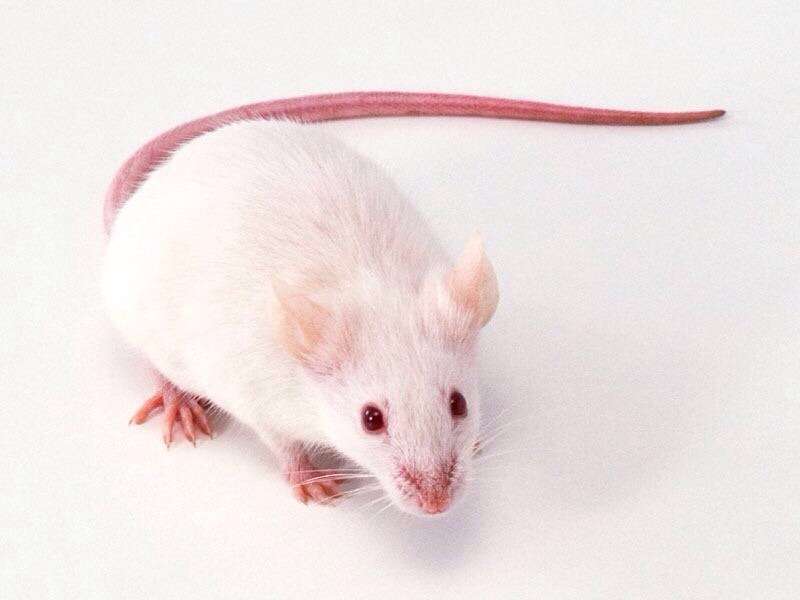 学校で生き物を飼っていましたか?