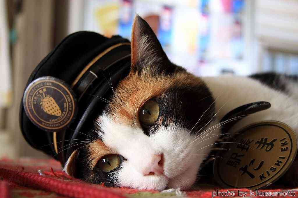 和歌山電鉄の名物三毛猫「たま駅長」が心不全で死去…16歳