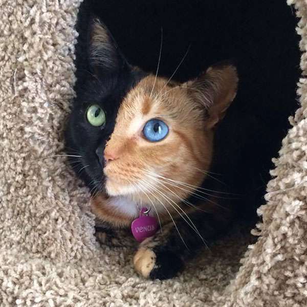 どんな種類の猫飼いたいですか?