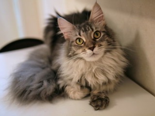 どんな種類の猫飼いたいですか?