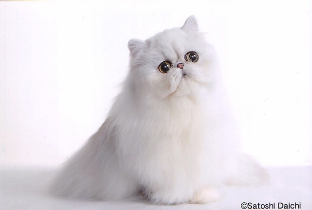 どんな種類の猫飼いたいですか?