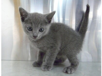 どんな種類の猫飼いたいですか?