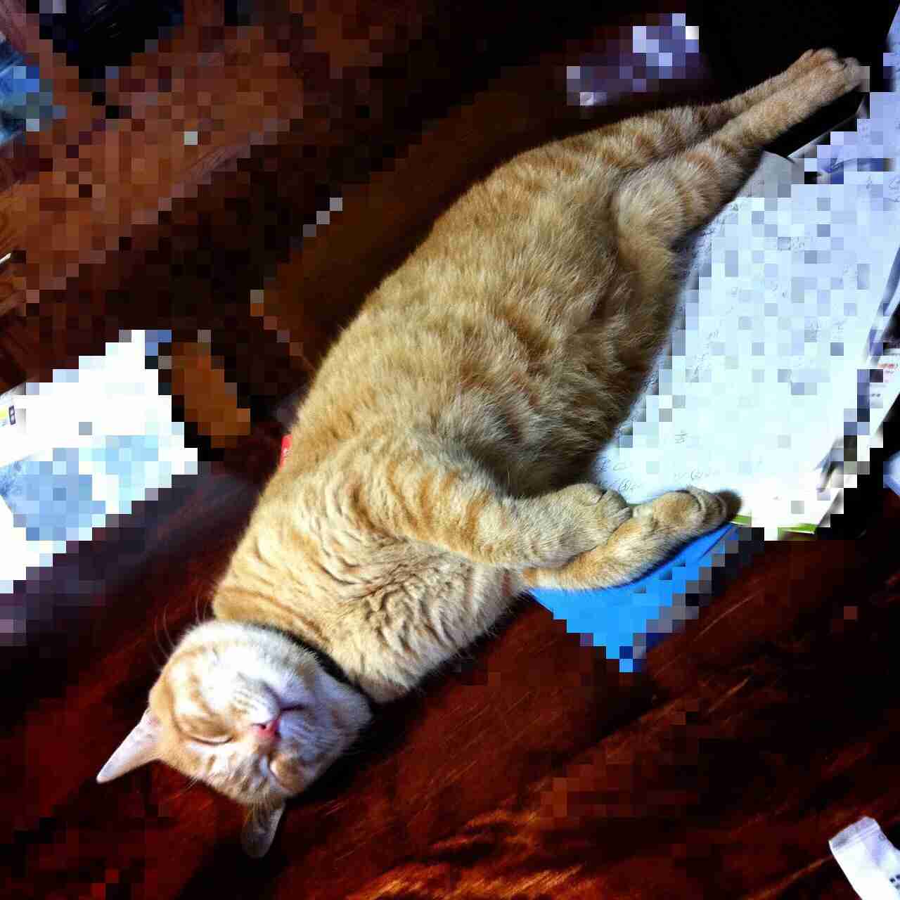 どんな種類の猫飼いたいですか?