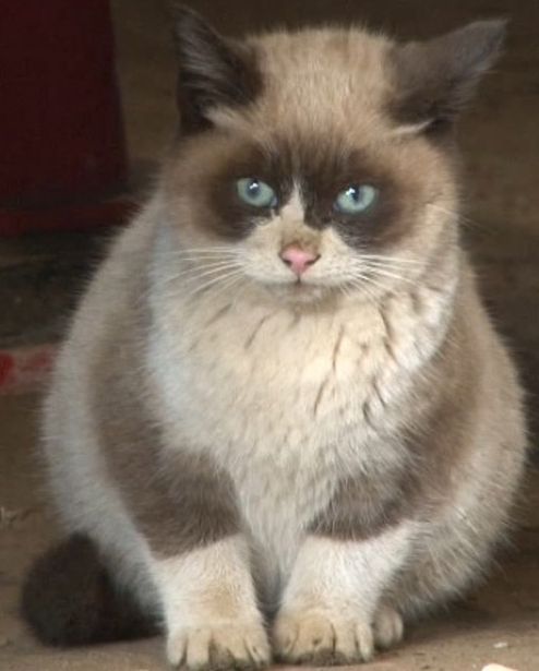 どんな種類の猫飼いたいですか?