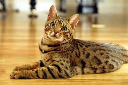 どんな種類の猫飼いたいですか?