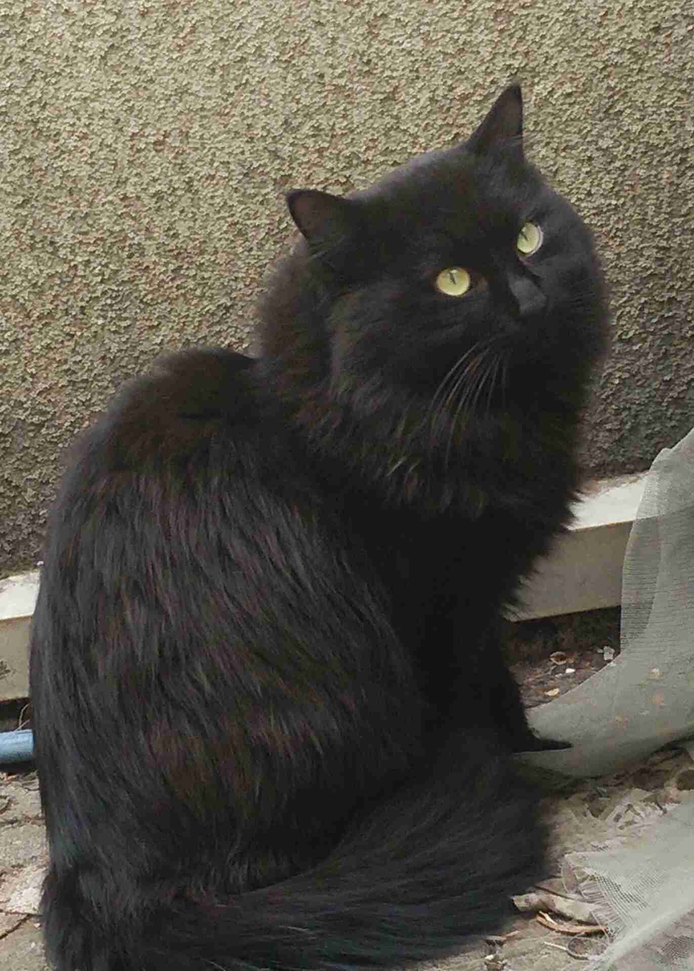 どんな種類の猫飼いたいですか?
