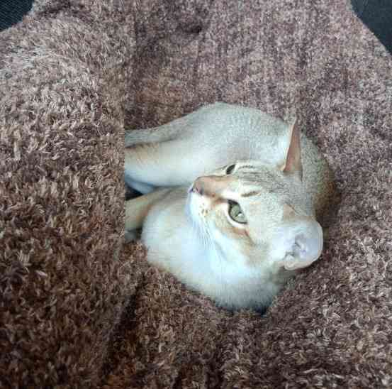 どんな種類の猫飼いたいですか?