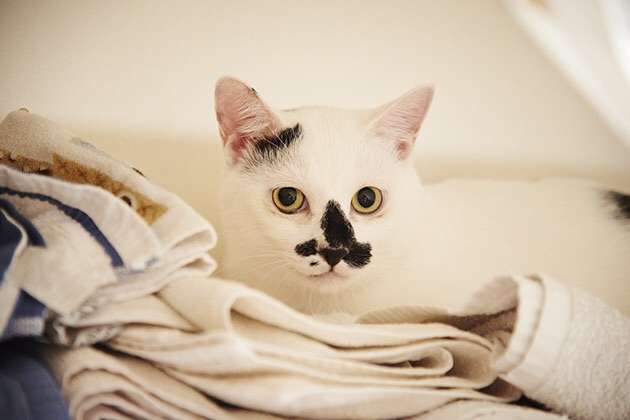 どんな種類の猫飼いたいですか?