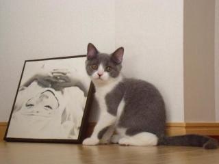 どんな種類の猫飼いたいですか?