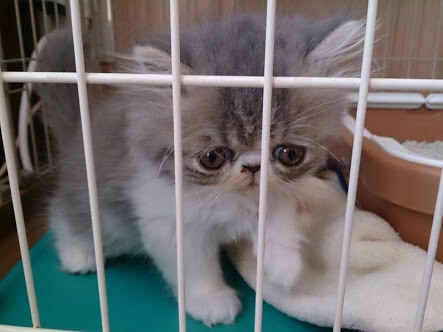 どんな種類の猫飼いたいですか?