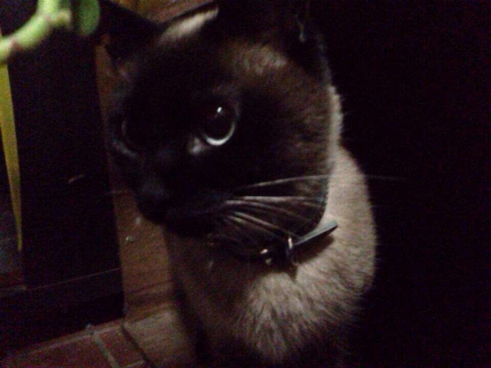 どんな種類の猫飼いたいですか?