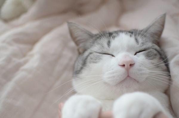 どんな種類の猫飼いたいですか?